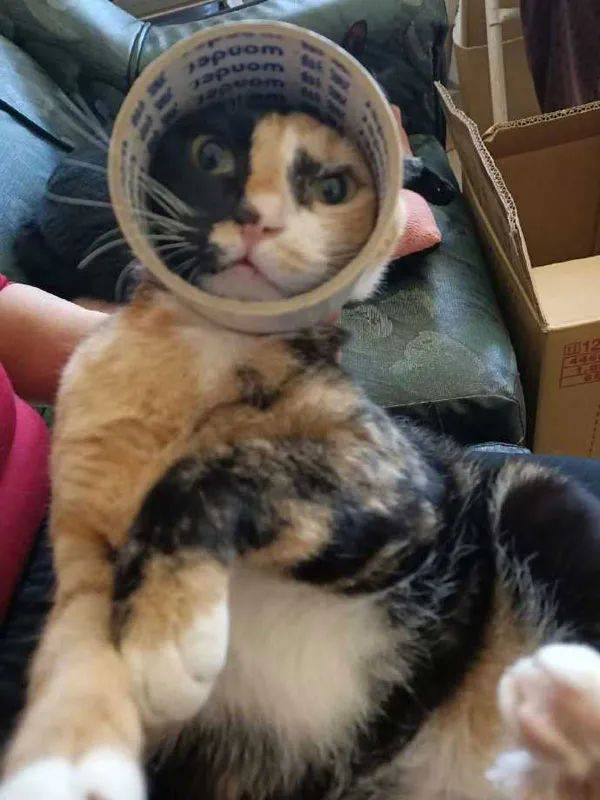 怎么样给猫咪剪指甲不会被咬 9b0fdb902c804000b43ca862a3d49d22.jpeg