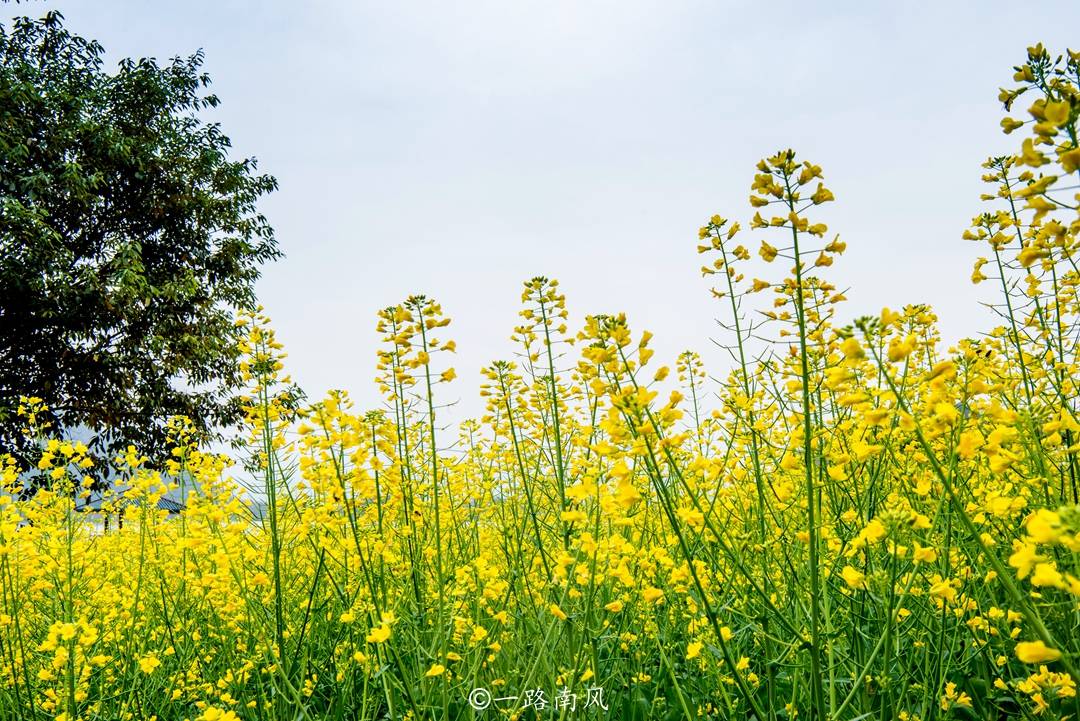 时间段|清远有个唯美的“广东小桂林”，油菜花已经抢闸怒放，真像仙境