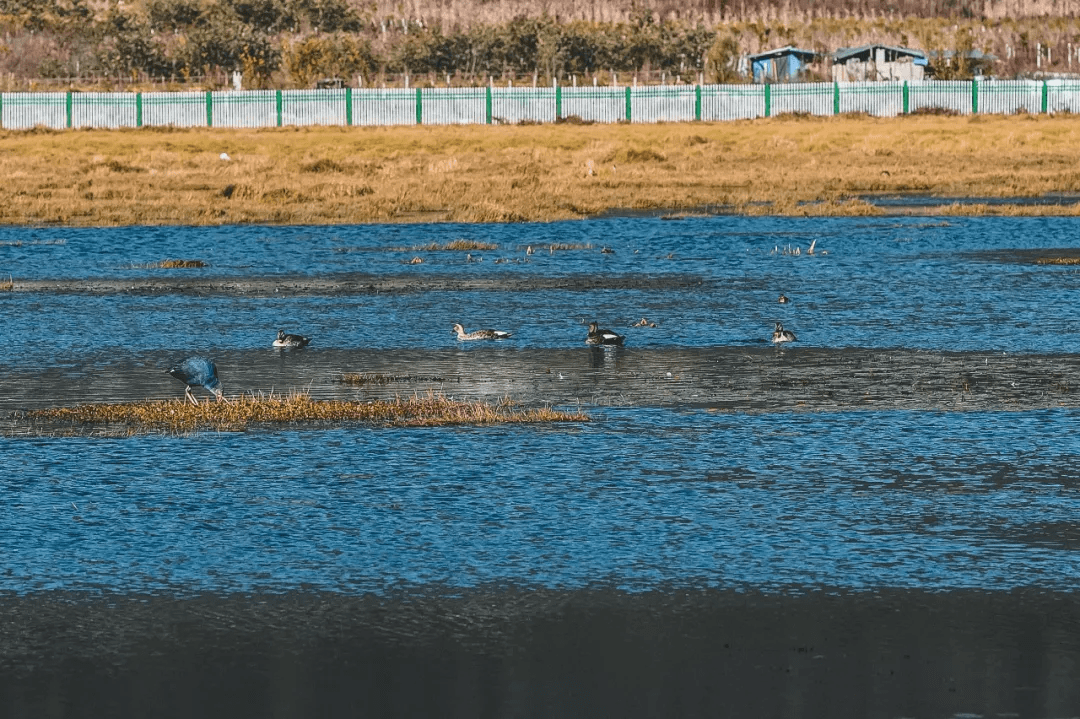 烤鱼|走湿地观鸟 逛古村落寻美食——北海乡春节的正确打开方式