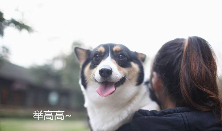 调整柯基出门踏春，别看它腿短，一天的运动量也可以霸占排行榜了