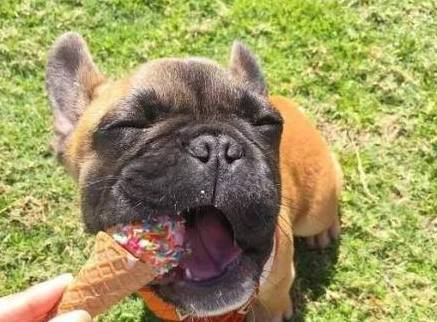 做法|饲养狗狗,这些做法对狗狗的伤害很大,很多饲主却还不知道!