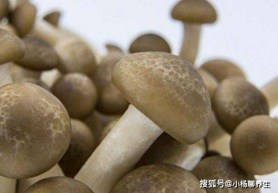 蘑菇干有什么功效 4c1ded52c41c4cb393308916b0022a97.jpeg