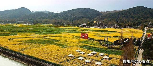 成都:崇州現油菜花田怪圈,大熊貓在油菜花叢中笑_重慶路_張直_中國