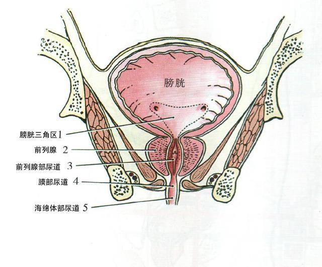 女性尿道口一侧肿起图片