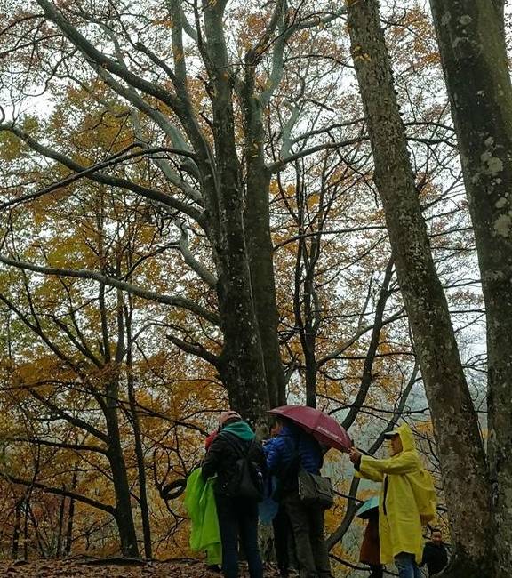 树是怎么产生水的 b980661ca7f447e4bc18b3d4259e537f.jpeg