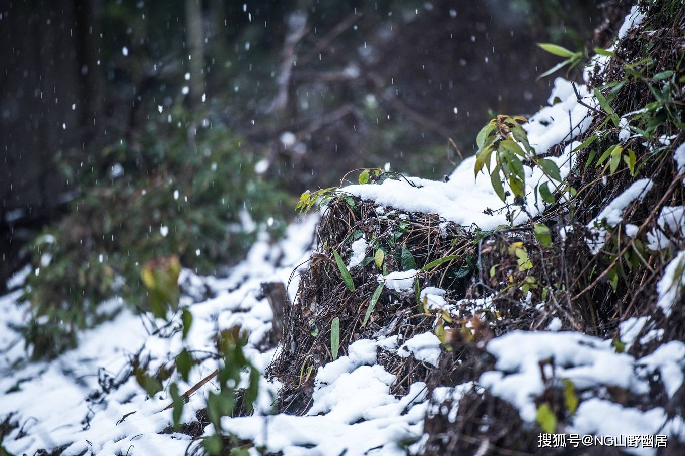 雪景|皖南宁国遇大雪：很有雪国风光的意境，美得让人大呼小叫！