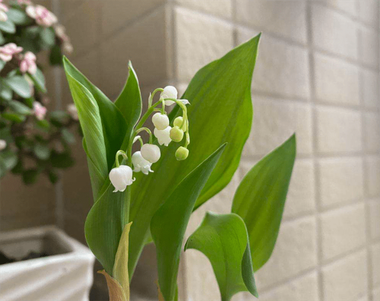 冬奧會知識頒獎花束的7種植物花語是少有人知的浪漫寓意