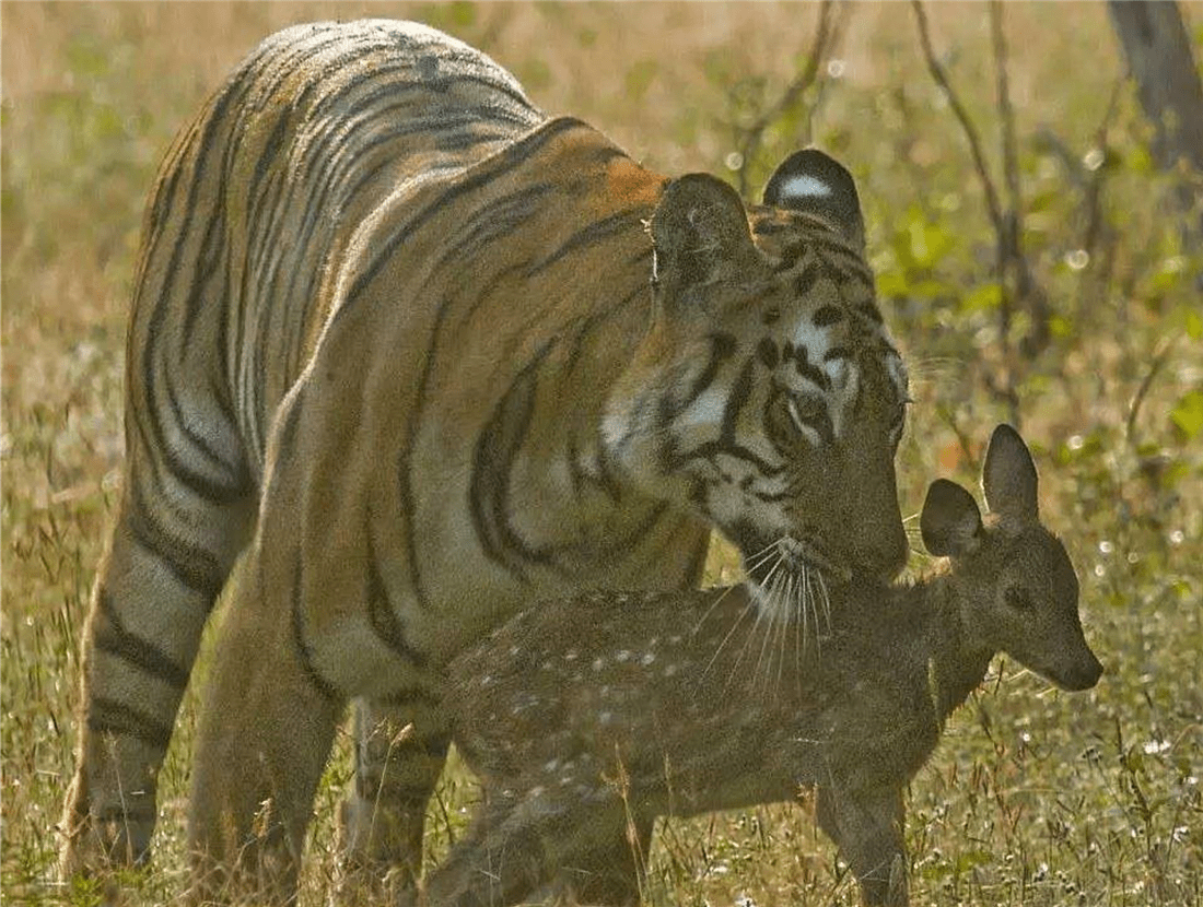 神奇动物：出生5天的小老虎竟然会叫“妈”？ - 知乎