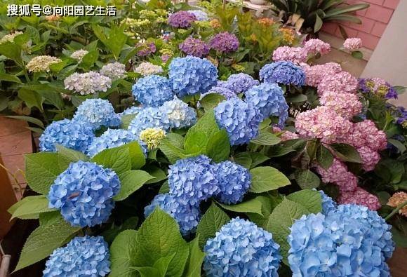 开春养花 必养绣球花 5个品种的绣球花 地栽 盆栽都合适 花瓣 华木 辉夜姬