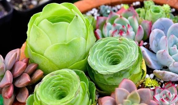 多肉植物怎么养才能变粗 a044d4d66ad4498981df5e43b7c61e19.jpeg