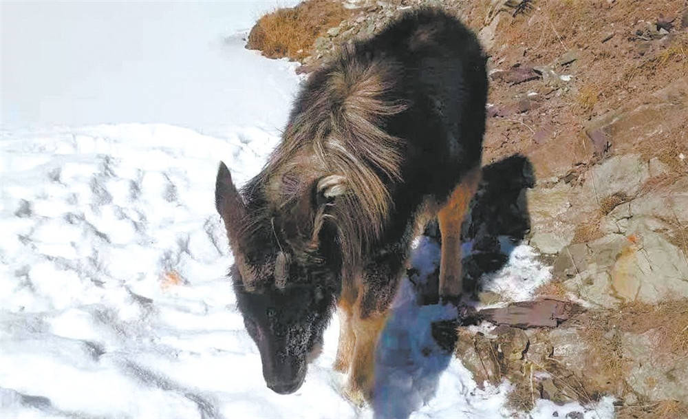 西藏出现“岩驴”，蹄子像吸盘，喜欢在山崖上飞奔，敢用角撞猞猁