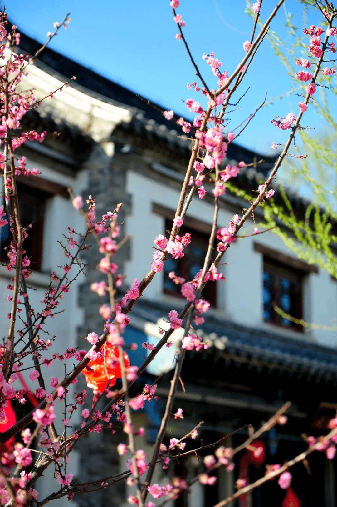 大明湖|一大波“花花世界”正涌来！快来济南邂逅“梅”好时光！