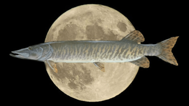 鱼多少卡 77ec502f7c9840c6a288d3afd13776a4.png