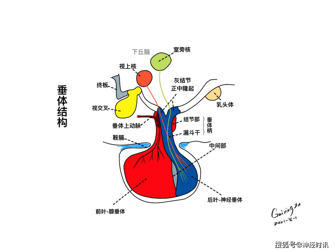 脑垂体前叶图片