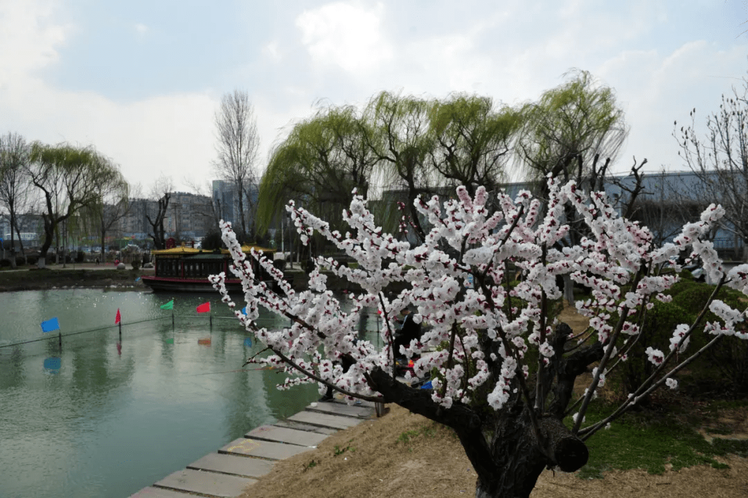 大明湖|一大波“花花世界”正涌来！快来济南邂逅“梅”好时光！