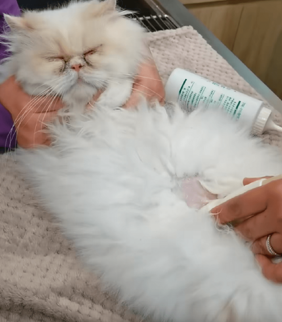 猫咪年前名贵加菲猫被遗弃，带到宠物医院后发现原因，幸好之后因祸得福