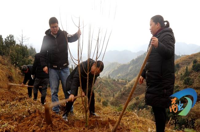 节后上班第一天 平塘造林绿化 振兴乡村_活动_义务_莫君锋