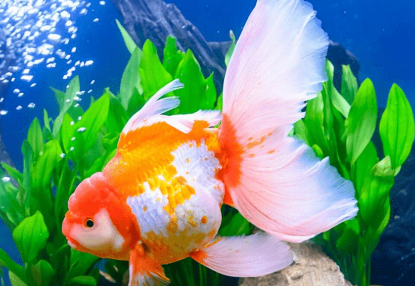 宝可梦 来源与生态 角金鱼与金鱼王呈现的不同现实种类 世界 一家子 鲫鱼