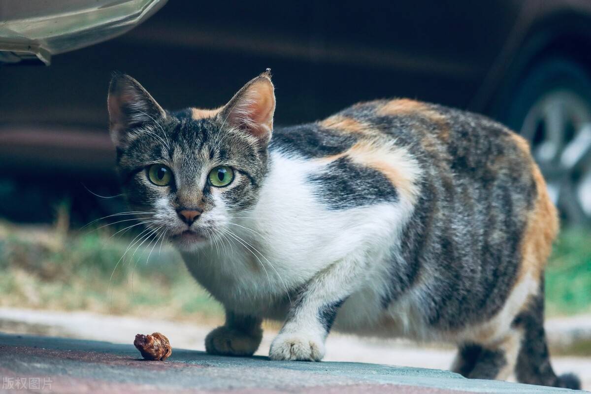 航空一只狸花猫从深圳航空托运的海口的案例分享~