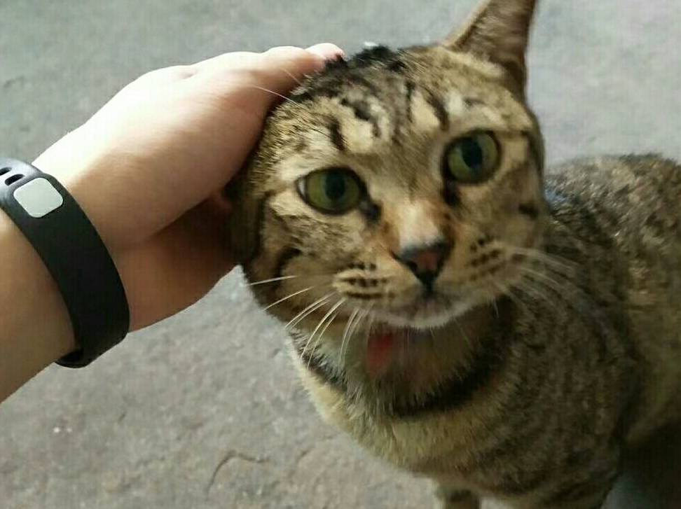 奴才这只狸花猫太精明了吧，吃饭的时候超黏人，吃完就不认人了