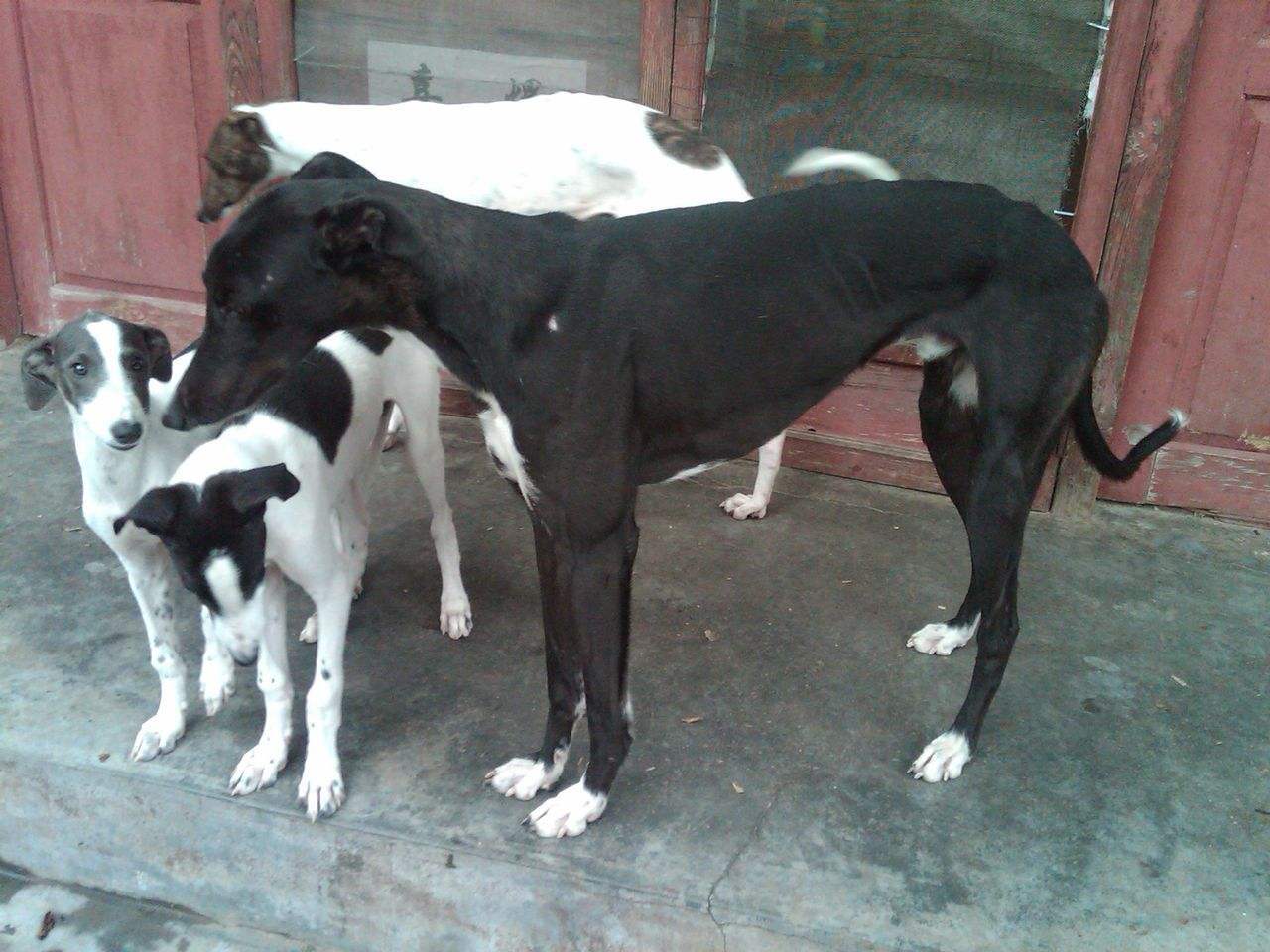 greyhound是什么狗 319fc6d1d03b46ab864b2e5866c55354.jpeg