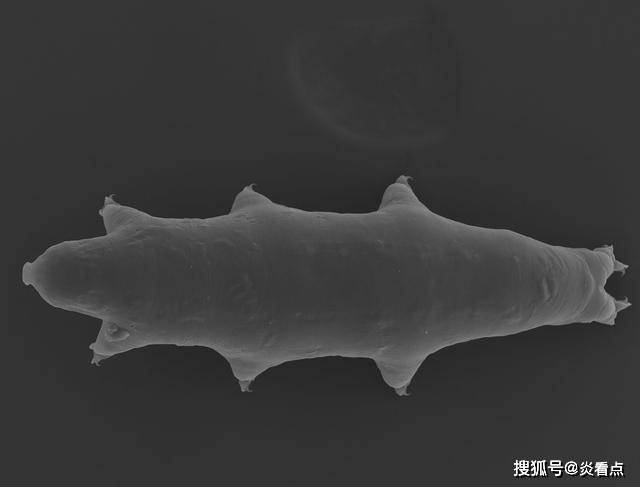 原创坠落在月球上的水熊虫真的能在月球生存吗