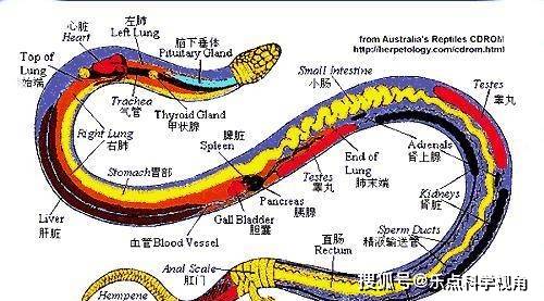 梦见一条红蛇预示什么，探索梦境中的神秘符号