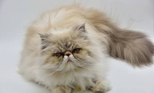 方法加菲猫去泪痕方法