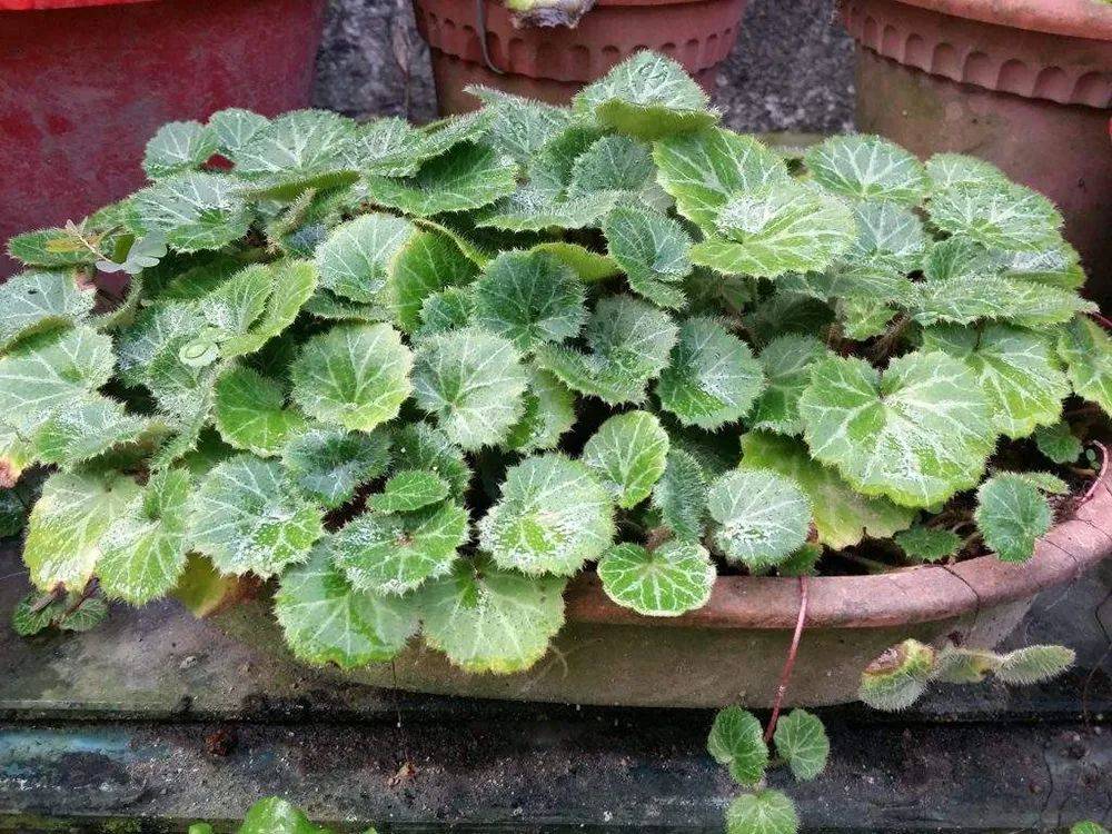 叶上有银丝俗称金丝荷叶常被当盆栽种植殊不知价值极高