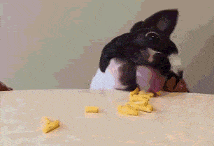 什么|有养狗和养狗的人，差别太大了，你是哪种？