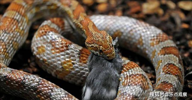 蛇是靠什么力量爬行的 f5c288f4f1c54fee89796a2b4e21ebe7.jpeg