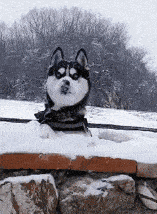 同学|搞笑GIF趣图:马儿也是有感情的,极致的感情