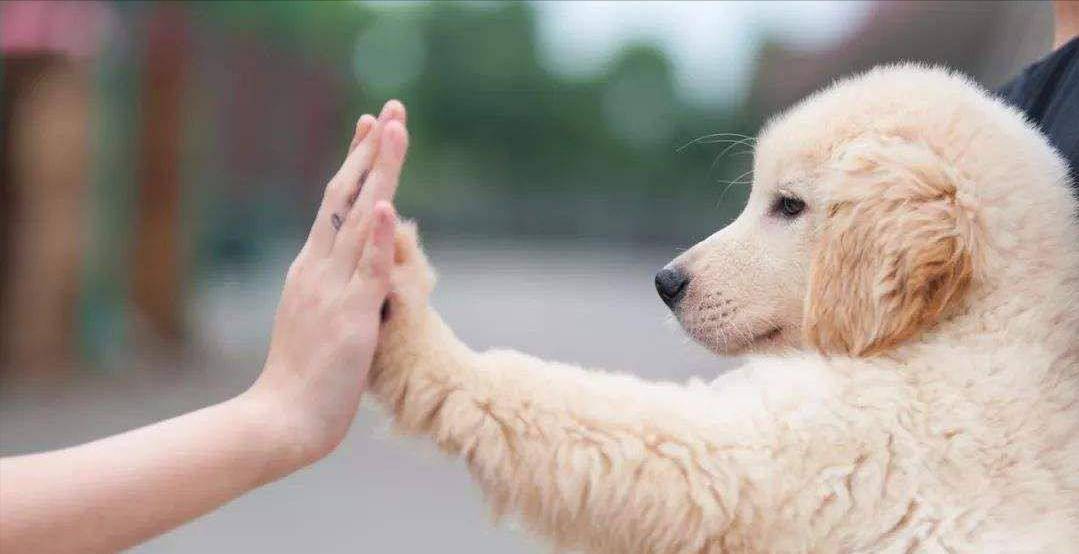 意思|狗狗“舔人”很脏?其实并不是,舔你是有原因的