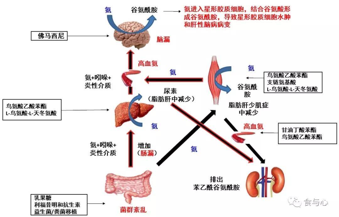 肝肠循环原理图图片