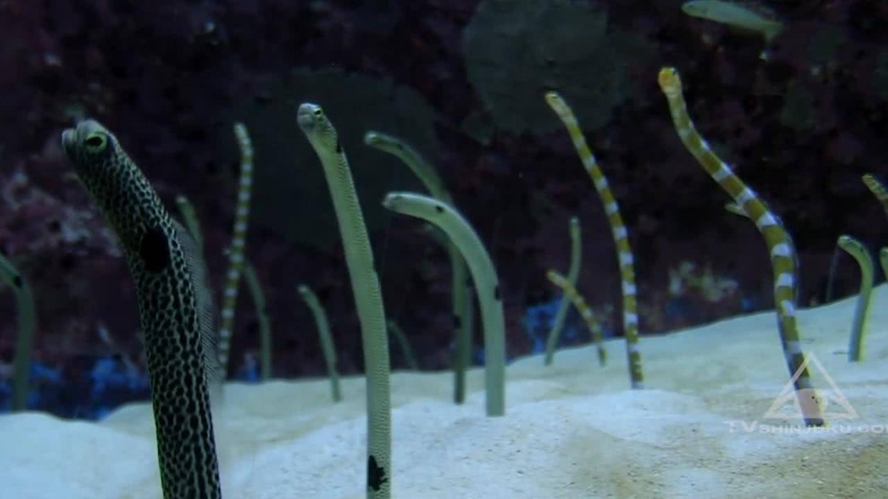 大海中膽子最小的魚,長得像一棵海草,遇到大動靜可能被嚇_花園_生物