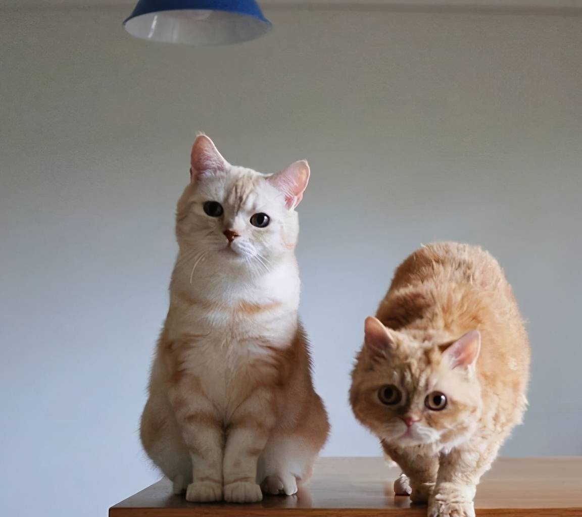 4106e28405cd4997979a0d6de5e2fdbb.jpeg