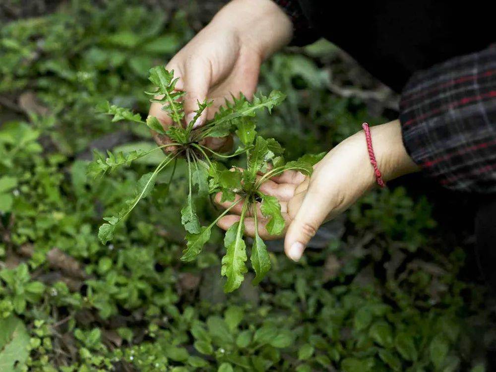 我国可食用的野菜很多,从南到北数都数不过来,但有一些野菜在