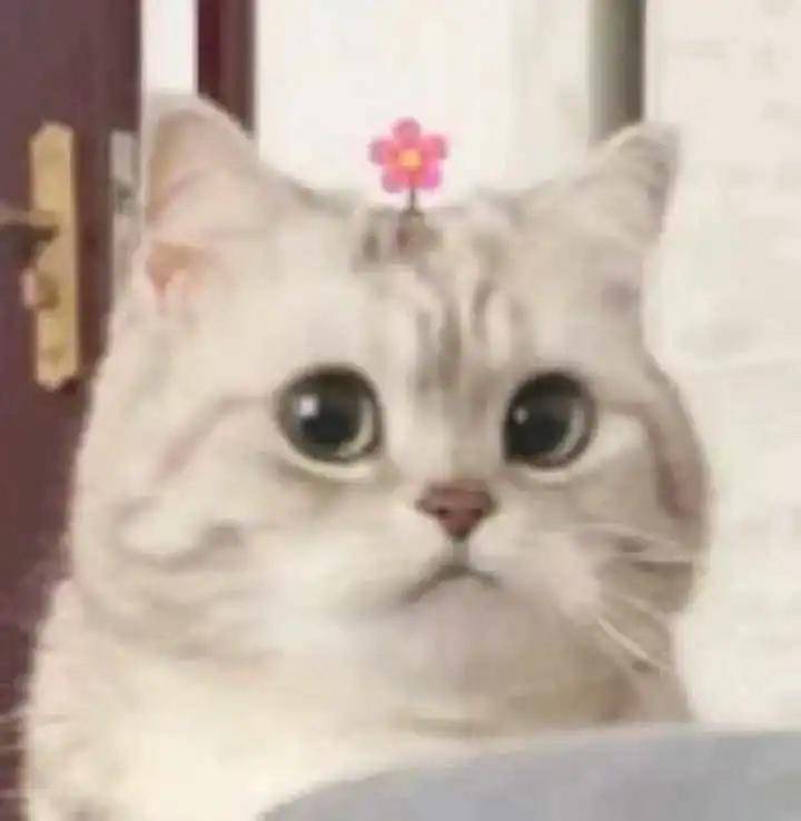 玛吉为什么她会从整形模板翻车成馒化代表?