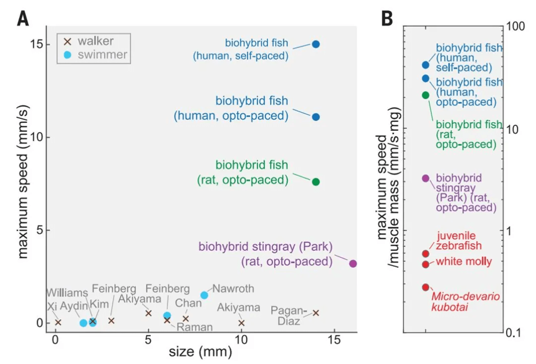 真鱼|用人类心脏细胞造机器鱼,游泳速度比真鱼还快,哈佛新研究登上Science
