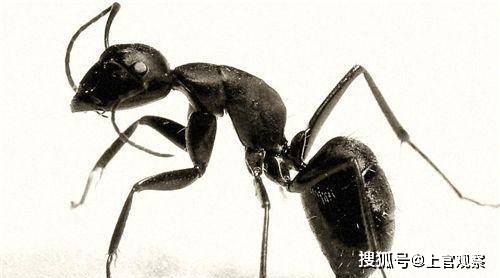 蚂蚁真的是二维生物吗?听完科学家的解释恍然大悟_人类_时间_食物