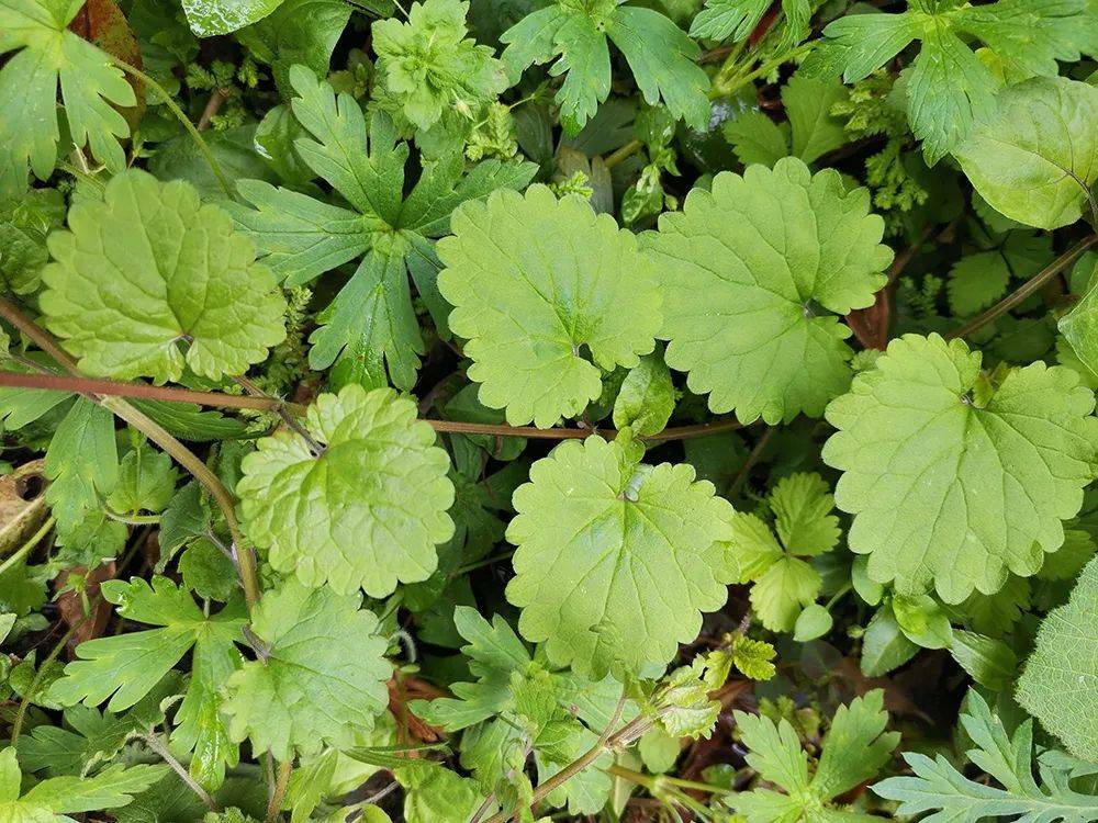 而活血丹的叶子呈心形或近肾形,在叶子边缘,具有圆齿或粗锯齿状圆齿