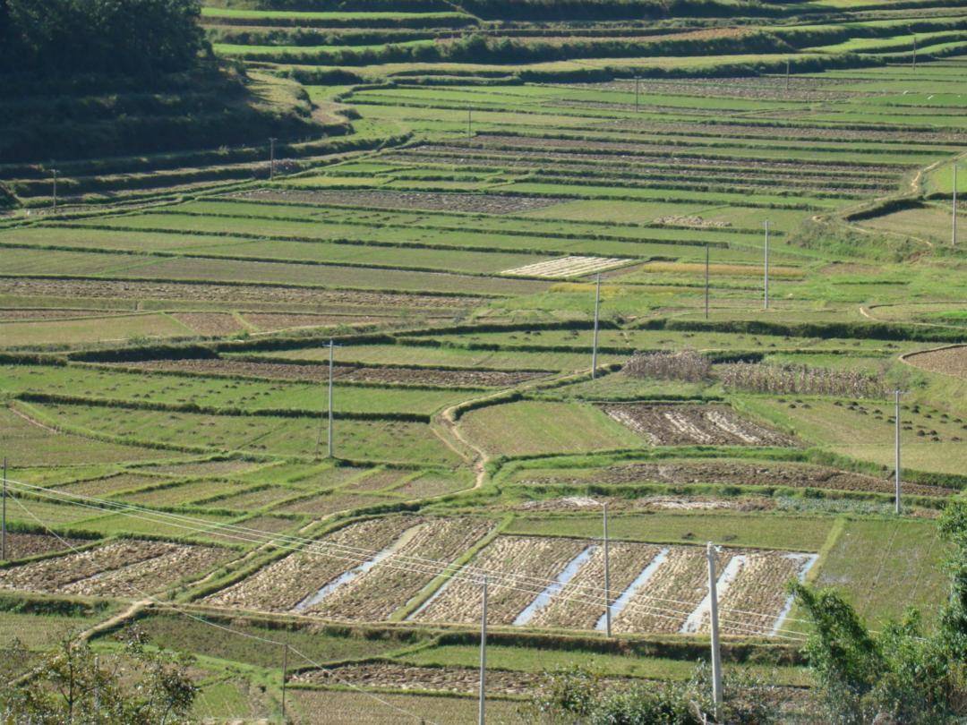 原创水稻大面积的种植会给地球加热肉类和手机均能造成全球变暖