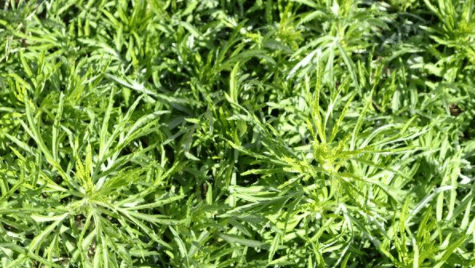 含钙量比牛奶还高,春天采摘好巴适可煎炒烹炸_柳叶_野菜_李时珍