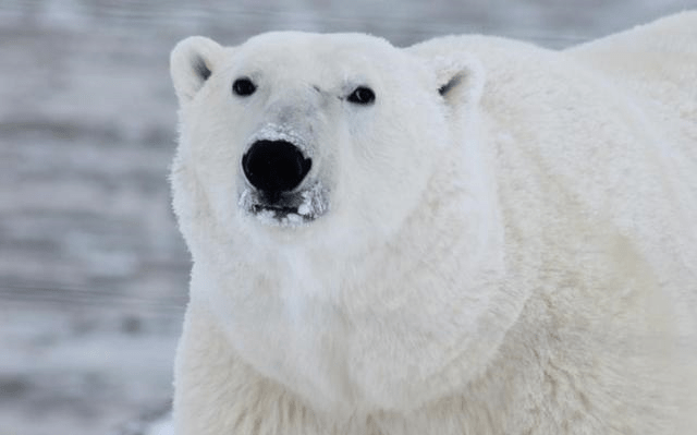 为什么在加拿大的丘吉尔镇会有专门的北极熊监狱？