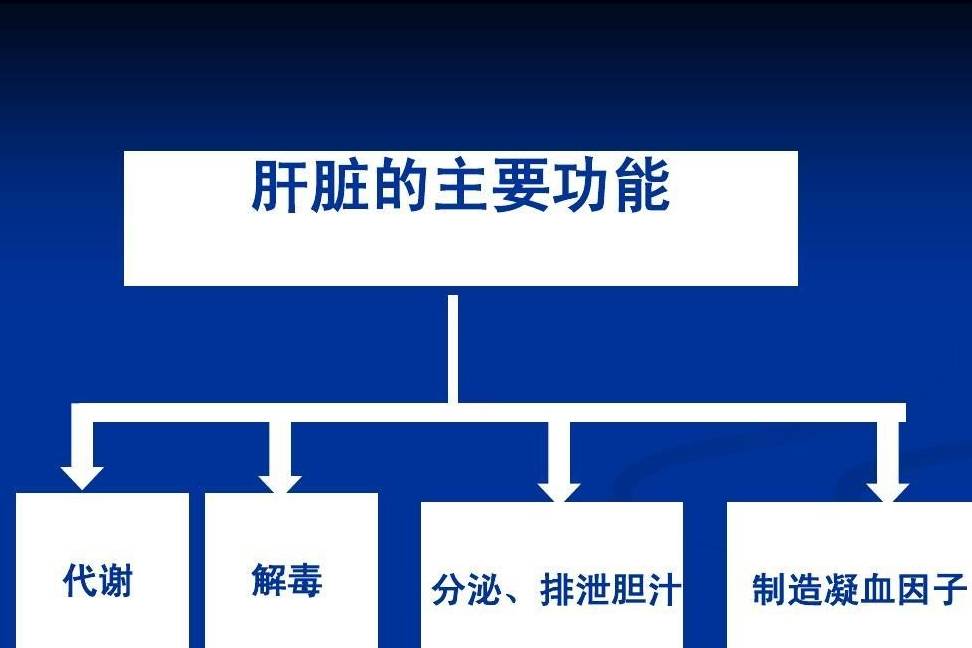 因为|肝脏对人体很重要！那么肝脏不好的话，我们身体会有怎样表现呢？