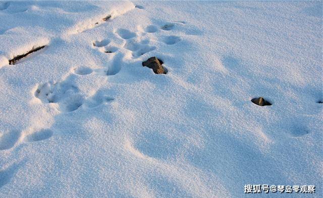 世界上超抗冻的动物 多次被雪掩埋体力反而更强 这是什么原因 树蛙 生活 环境