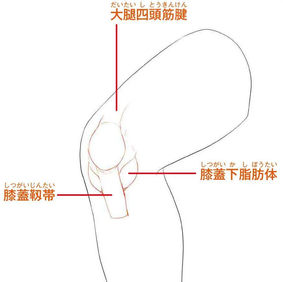 瞭解膝蓋的結構儘量自然表達