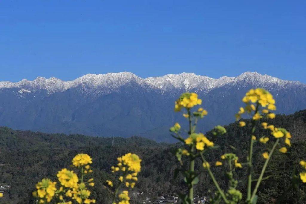 花朵|初春腾冲：油菜花开金灿灿，紫云沫雪白皑皑