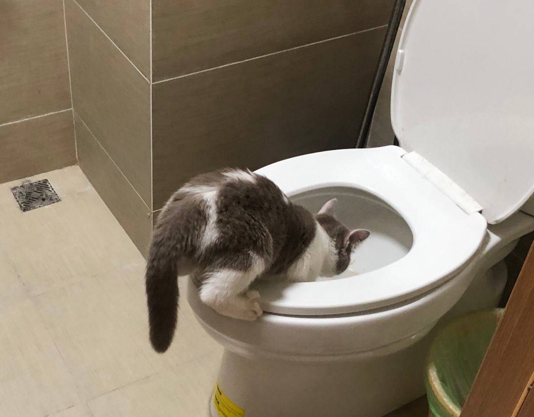 训练猫上马桶如厕是一种怎样的体验？ - 知乎