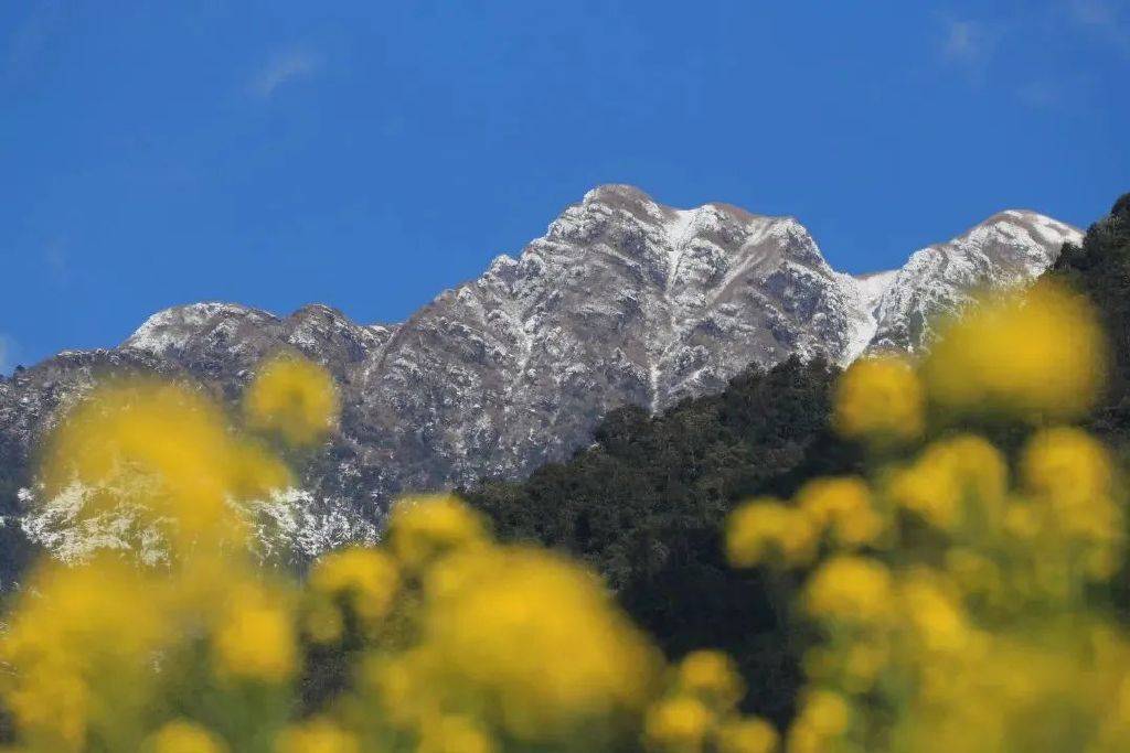 花朵|初春腾冲：油菜花开金灿灿，紫云沫雪白皑皑